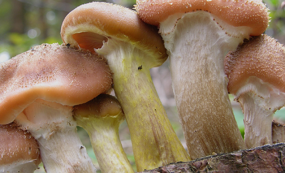 Questo � interessante....(e ne faccio un quiz)